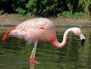 Chilean Flamingo (WWT Slimbridge September 2013) - pic by Nigel Key